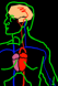 Morfy's Venous System